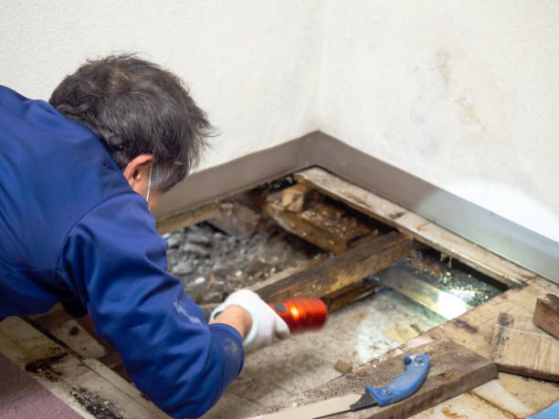 Best Kitchen Mold Remediation in Victoria, MN