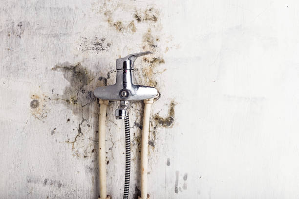 Best White Mold Remediation in Victoria, MN