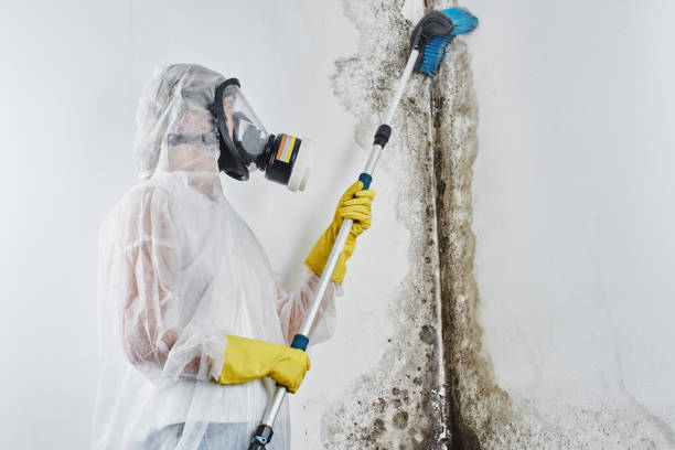 Best Bathroom Mold Remediation in Victoria, MN