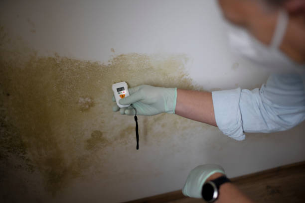 Best Post-Flood Mold Remediation in Victoria, MN