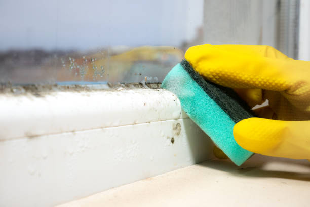 Best DIY Mold Remediation Support Services in Victoria, MN